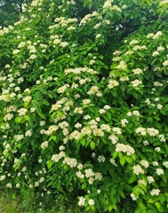 green leaves background