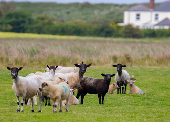 Sheep and Lambs on Marshland Pasture