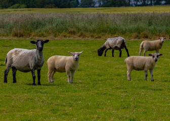 Obraz na płótnie Canvas Sheep and Lambs on Marshland Pasture