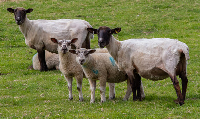 Obraz premium Sheep and Lambs on Marshland Pasture