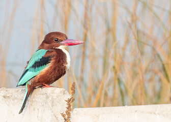 White Chested Kingfisher in field
