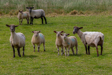 Obraz premium Sheep and Lambs on Marshland Pasture