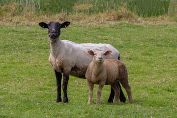 Sheep and Lambs on Marshland Pasture