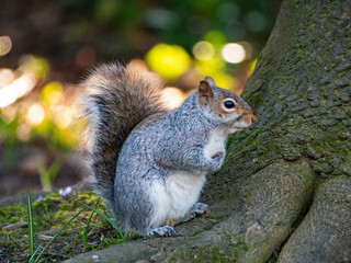 Squirrel in Spring.