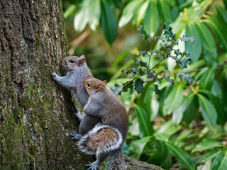 Squirrel Sex.