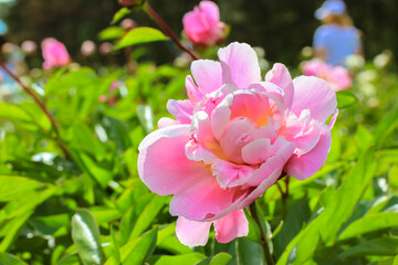Bush with beautiful pink common peony flowers (lat. Paeonia). Lush flower in bloom on a background of green leaves in a spring summer garden park . Nature's landscape at sunny day. Floral background.