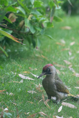 Green woodpecker searching for food