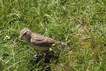 Rufous-banded miner (Geositta rufipennis), a Chilean bird found in the Andes mountain range