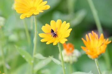 The bee collects pollen on a yellow flower