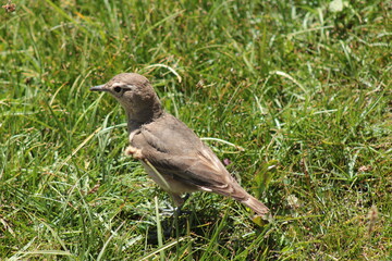 Rufous-banded miner (Geositta rufipennis), a Chilean bird found in the Andes mountain range