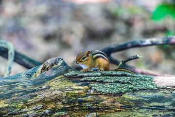 Chipmunk On A Log