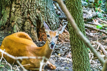 Deer Resting In The Forest