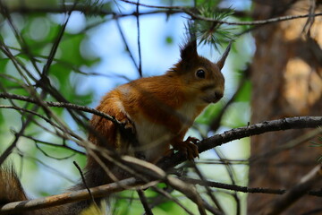 red squirrel on a tree
