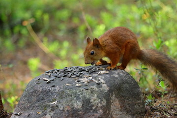 Obraz premium red squirrel in the forest