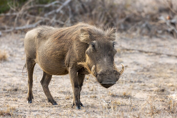 Warthog in Kruger National Park, South Africa