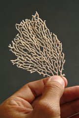 corallo © #moreideas