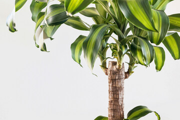 Dracaena fragrans plant with green leaves on white background  
