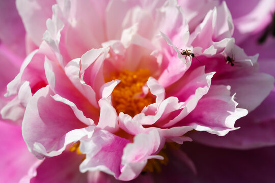 Huge pink common peony flower bud (lat. Paeonia) and ants crawling on petals. Lush flowers in bloom in a spring summer garden, park at sunny day. Floral background. Closeup of a blooming peony bud.