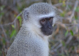 The Kruger National Park - Monkey