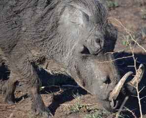 Naklejka na ściany i meble The Kruger National Park - Warthog