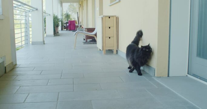 Black cat rubs on the wall to mark their territory