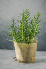 Rosemary grows in a pot.  Eco concept. Eco food.