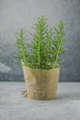 Rosemary grows in a pot.  Eco concept. Eco food.