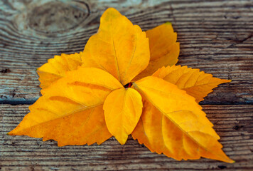 Yellow Leaves on a Wooden Table. Photocomposition in Autumn Colors. Natural Background.