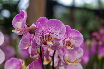 Textired pink Moth orchids (Phalaenopsis amabilis), commonly known as the moon orchid