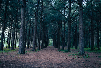 Fototapeta premium Perspective of lined pine trees in artificial forest