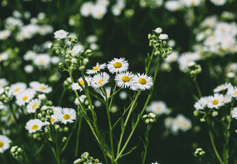 Vintage Wild Chamomile Flowers.  Beautiful Nature Background.  Many Daisies in the Summer Field.
