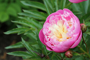 Pink and white peony flower © JohnatAPW