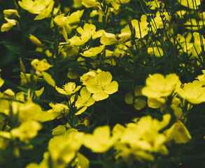Summer Wildflowers. Background from Blooming Wild Plants.
