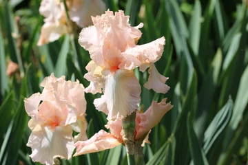 Deurstickers Pink bearded iris flower © JohnatAPW