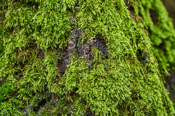 Roof tiles covered with moss or green grass. The roof of the house is covered with leaves. Texture for text. Copy pastes.