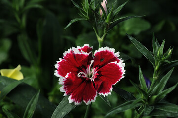 decorative flower