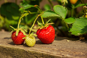 Ripe juicy strawberries in a small metal bucket scattered on a wooden table. Strawberry and a bouquet of daisies top view flat lay