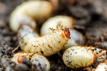 Life in the garden, Larvae cetonia aurata on the ground. Larva of Scarab beetle (Scarabaeidae). Cetonia aurata, green rose chafer. Larva of goldsmith beetle.  - obrazy, fototapety, plakaty