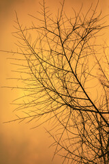 Branches in a sunset sky