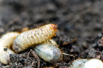 Life in the garden, Larvae cetonia aurata on the ground. Larva of Scarab beetle (Scarabaeidae)....