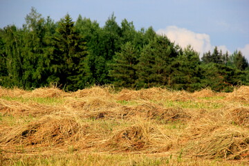 Yellow hay harvesting in golden field landscape. Rows of freshly cut hay on a summer field drying in the sun