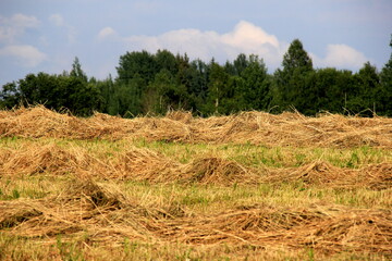 Yellow hay harvesting in golden field landscape. Rows of freshly cut hay on a summer field drying in the sun