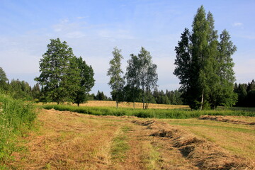 Fototapeta na wymiar Yellow hay harvesting in golden field landscape. Rows of freshly cut hay on a summer field drying in the sun