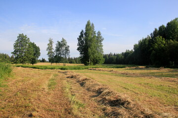 Fototapeta na wymiar Yellow hay harvesting in golden field landscape. Rows of freshly cut hay on a summer field drying in the sun