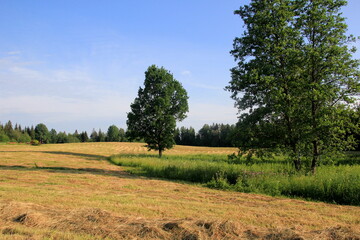 Fototapeta na wymiar Yellow hay harvesting in golden field landscape. Rows of freshly cut hay on a summer field drying in the sun