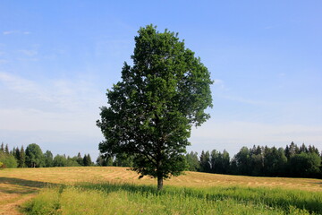 Fototapeta premium Yellow hay harvesting in golden field landscape. Rows of freshly cut hay on a summer field drying in the sun
