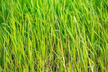 green grass background