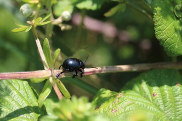 Timarcha tenebricosa