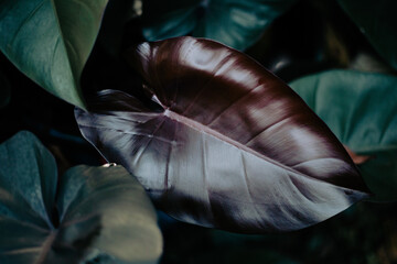 Philodendron Royal Queen 1