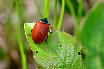 Pappelblattkäfer, Weidenblattkäfer // broad-shouldered leaf beetle (Chrysomela populi)